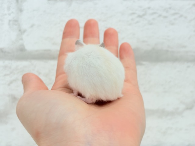 ドワーフハムスターの1種