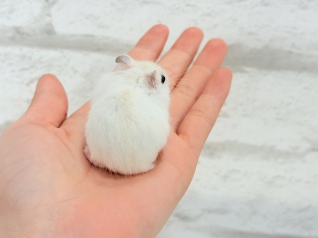 テチテチ🐾ミルクたっぷり淡カラー🐹🧁パールホワイトハムスター(女の子) ドワーフハムスターの1種