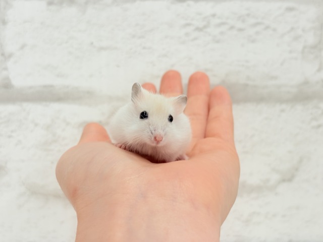 ドワーフハムスターの1種