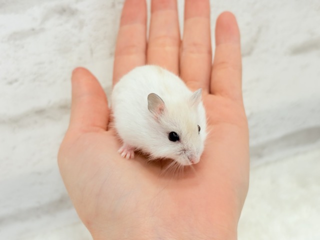 ドワーフハムスターの1種