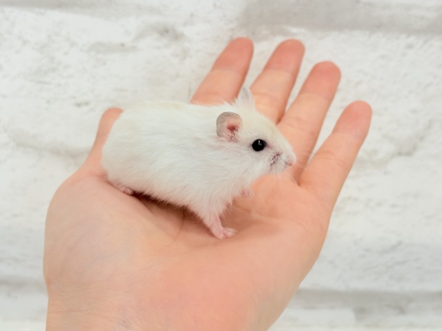 ドワーフハムスターの1種