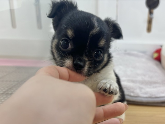 チワワ