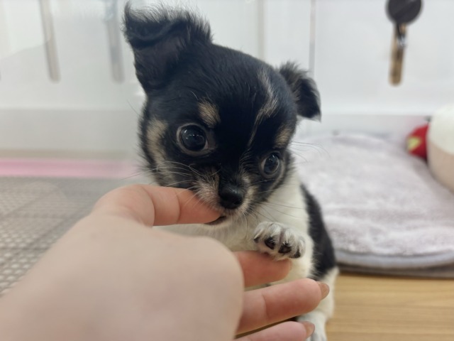 チワワ