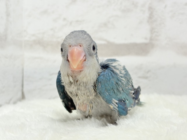 【最新画像・動画更新🪄】飛びきりのスマイル😊ウケケケダンスに魅了されちゃう((🐣))🪇💖オキナインコ(ブルー) ヒナ オキナインコ