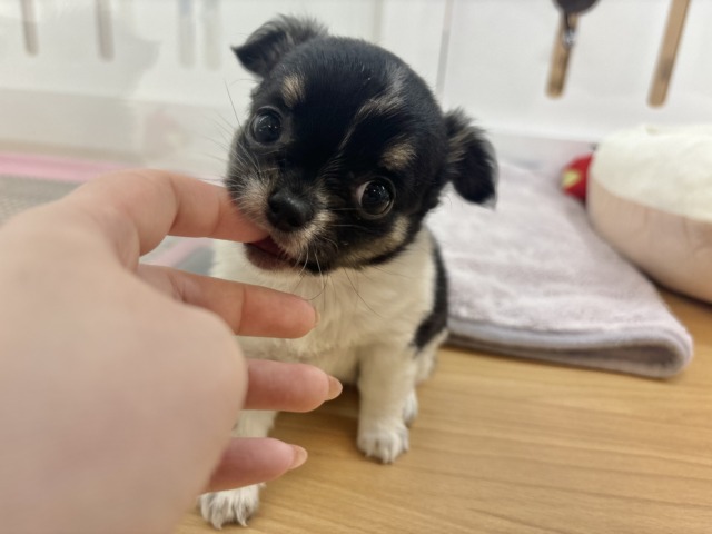 チワワ