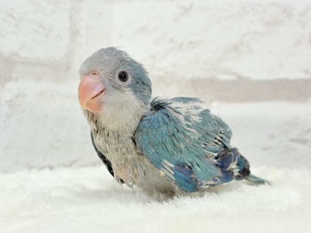 【最新画像・動画更新🪄】飛びきりのスマイル😊ウケケケダンスに魅了されちゃう((🐣))🪇💖オキナインコ(ブルー) ヒナ オキナインコ