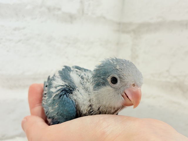 【最新画像・動画更新🪄】飛びきりのスマイル😊ウケケケダンスに魅了されちゃう((🐣))🪇💖オキナインコ(ブルー) ヒナ オキナインコ