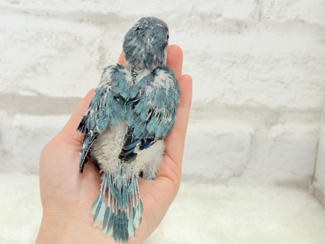 【最新画像・動画更新🪄】飛びきりのスマイル😊ウケケケダンスに魅了されちゃう((🐣))🪇💖オキナインコ(ブルー) ヒナ オキナインコ
