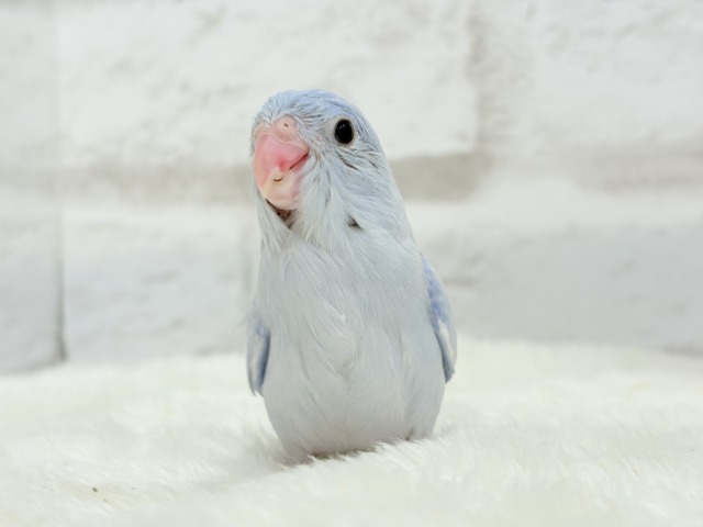 マメルリハ