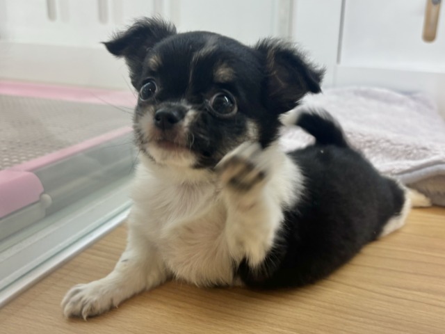 チワワ
