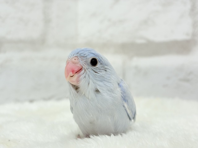 マメルリハ