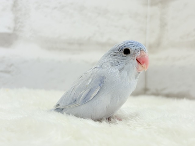 マメルリハ
