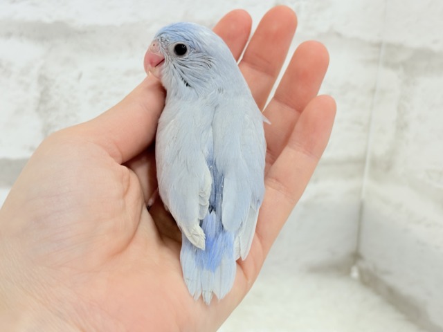 マメルリハ