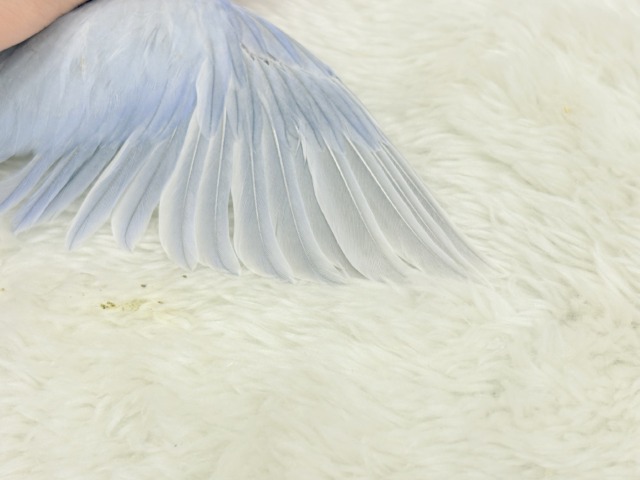 マメルリハ