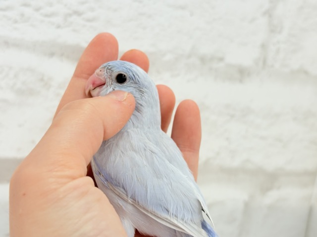 マメルリハ