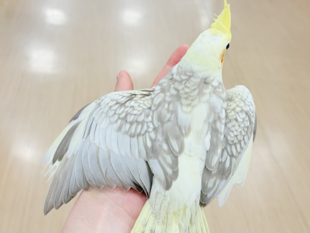くりくりおめめのプリティーフェイス🐣🫧オカメインコ(シナモンパールパイド) ヒナ オカメインコ