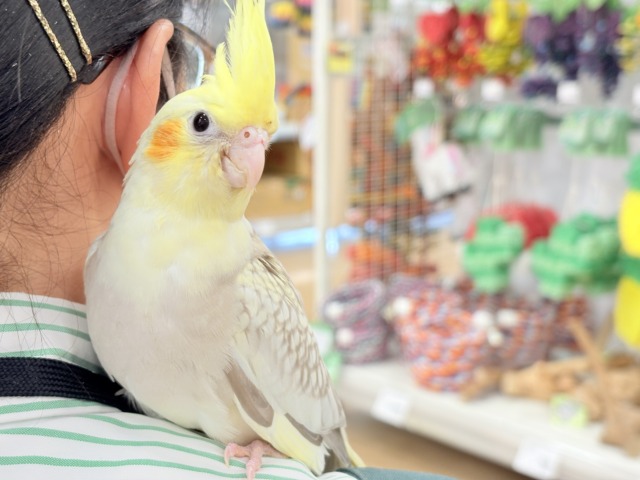 くりくりおめめのプリティーフェイス🐣🫧オカメインコ(シナモンパールパイド) ヒナ オカメインコ