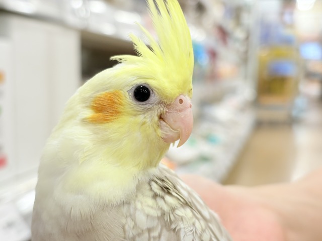くりくりおめめのプリティーフェイス🐣🫧オカメインコ(シナモンパールパイド) ヒナ オカメインコ