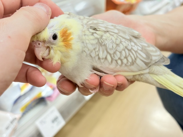 くりくりおめめのプリティーフェイス🐣🫧オカメインコ(シナモンパールパイド) ヒナ オカメインコ