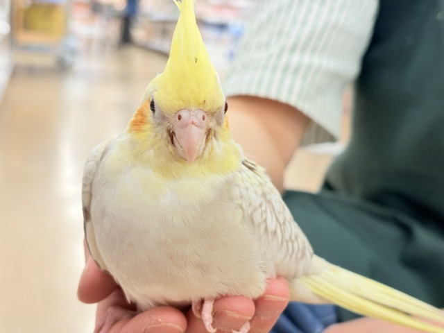 くりくりおめめのプリティーフェイス🐣🫧オカメインコ(シナモンパールパイド) ヒナ オカメインコ