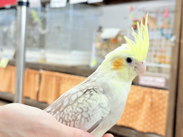 くりくりおめめのプリティーフェイス🐣🫧オカメインコ(シナモンパールパイド) ヒナ オカメインコ