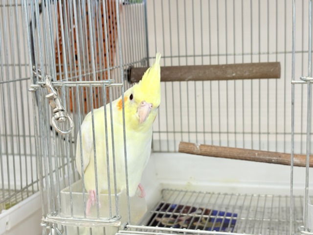 マイペースに行こう~♩♩オカメインコ(ルチノー) オカメインコ
