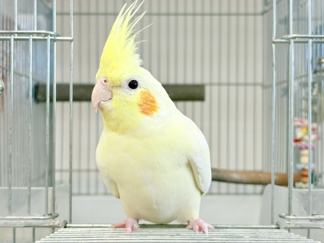 マイペースに行こう~♩♩オカメインコ(ルチノー) オカメインコ