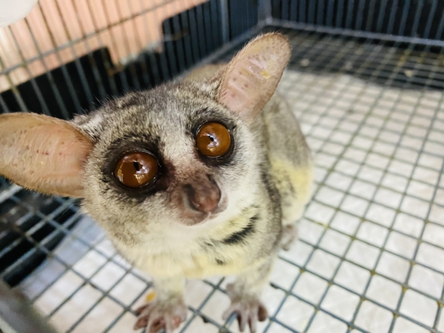 説明画像です
