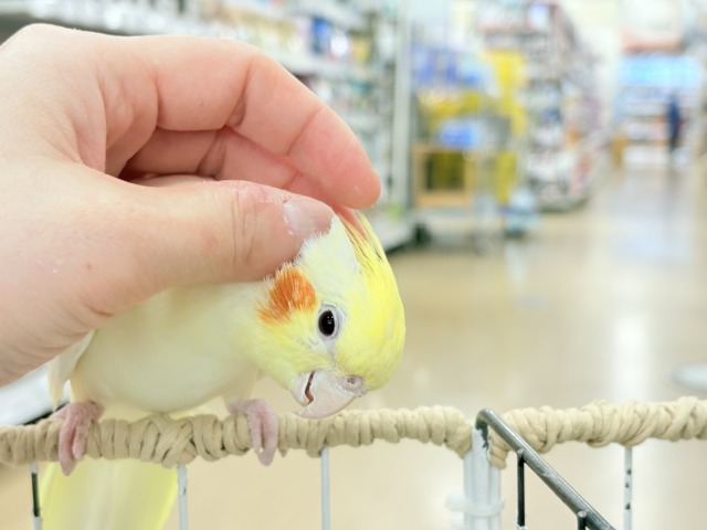マイペースに行こう~♩♩オカメインコ(ルチノー) オカメインコ