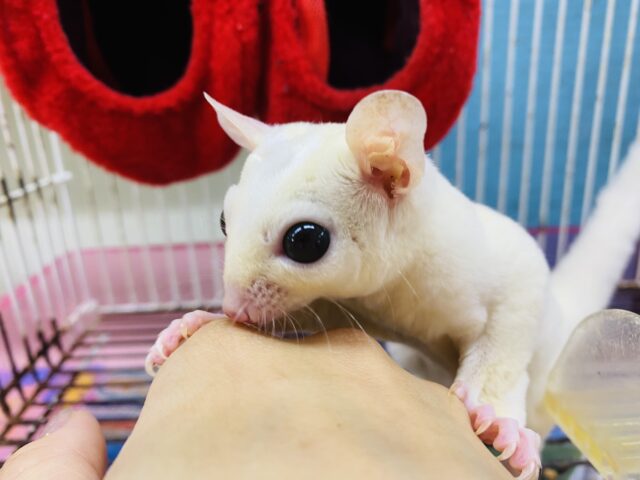 説明画像です