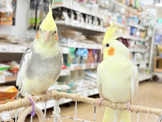 マイペースに行こう~♩♩オカメインコ(ルチノー) オカメインコ
