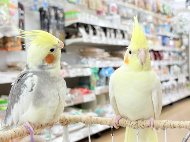 オカメインコ