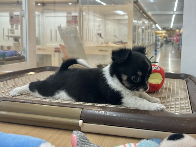 チワワ