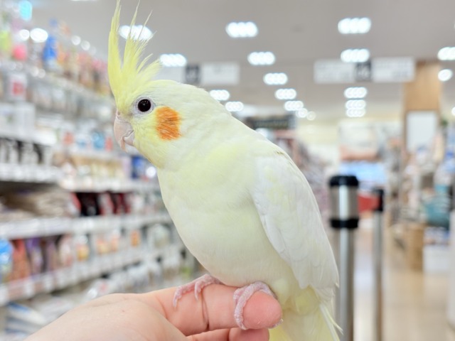 マイペースに行こう~♩♩オカメインコ(ルチノー) オカメインコ