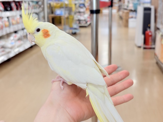 マイペースに行こう~♩♩オカメインコ(ルチノー) オカメインコ