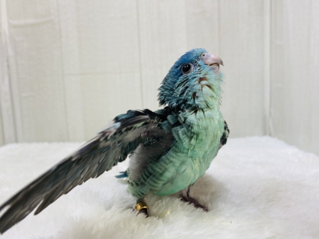 とにかくパワフル🔆ターコイズ輝く💎サザナミインコ!! サザナミインコ