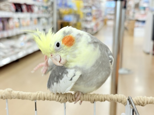 僕の口笛、聴いてください🐥♬*°オカメインコ(パイド) オカメインコ