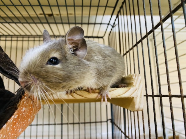 デグー