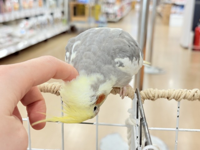 僕の口笛、聴いてください🐥♬*°オカメインコ(パイド) オカメインコ
