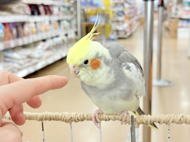 僕の口笛、聴いてください🐥♬*°オカメインコ(パイド) オカメインコ