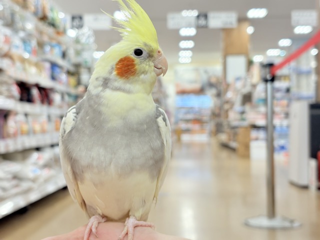 僕の口笛、聴いてください🐥♬*°オカメインコ(パイド) オカメインコ