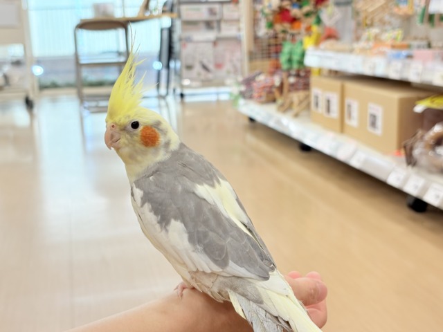 オカメインコ