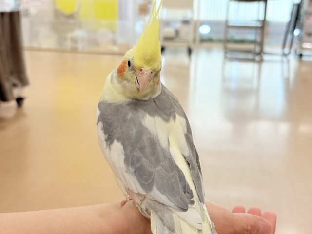 オカメインコ