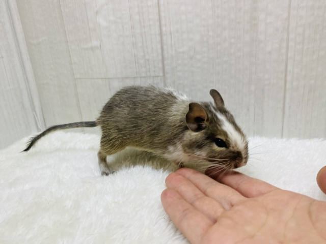 デグー