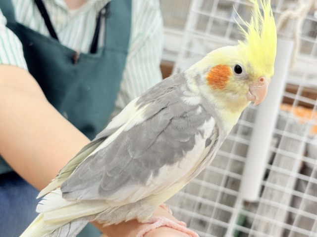 僕の口笛、聴いてください🐥♬*°オカメインコ(パイド) オカメインコ