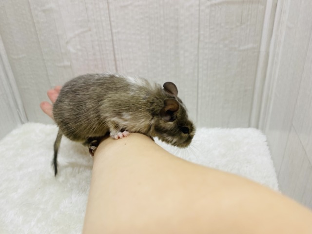 デグー