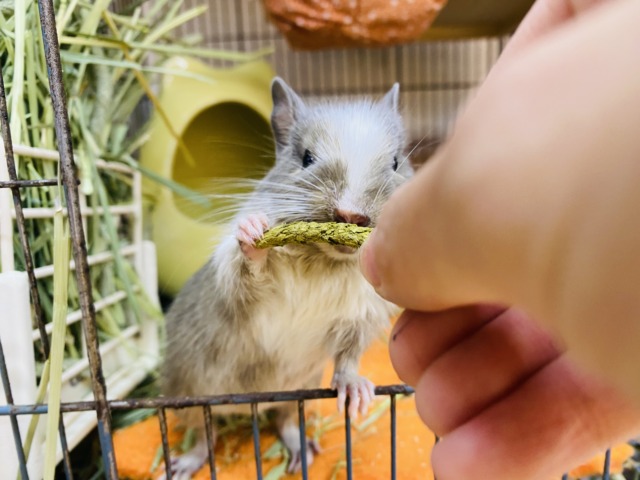 デグー
