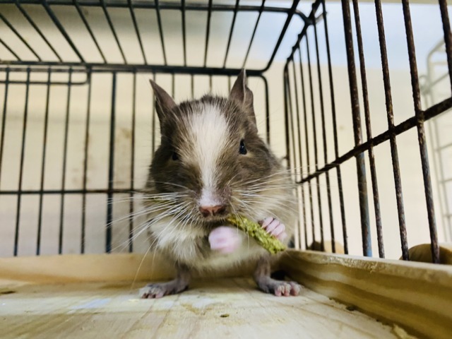 デグー