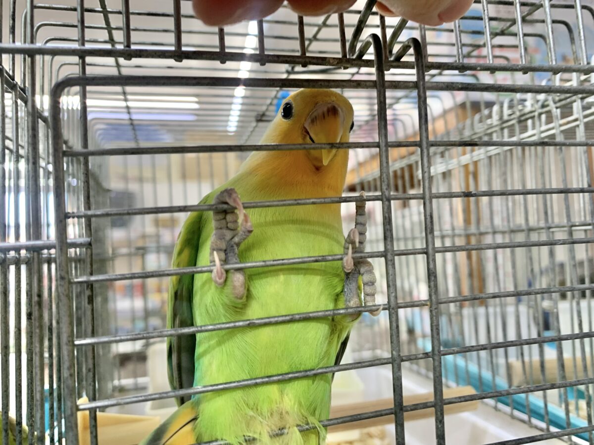 5月12日(火)最新画像🆙‼︎お顔にキラキラオレンジ🍊✨ コザクラインコ(オレンジフェイス) コザクラインコ(小桜インコ)