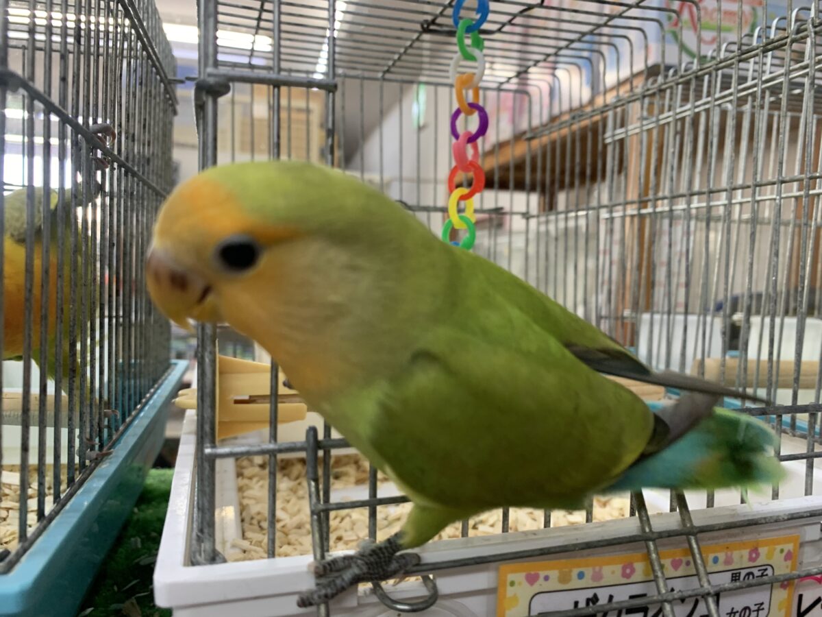 コザクラインコ（小桜インコ）